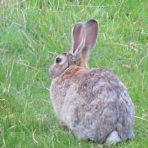 Bunny in the Lapataia National Park